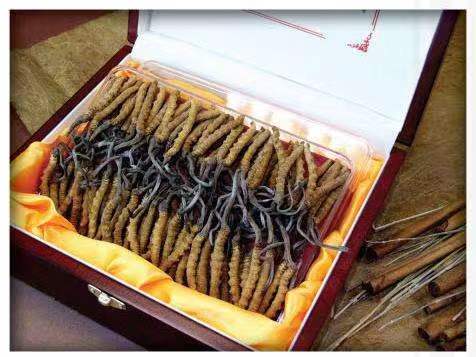 武强冬虫夏草回收